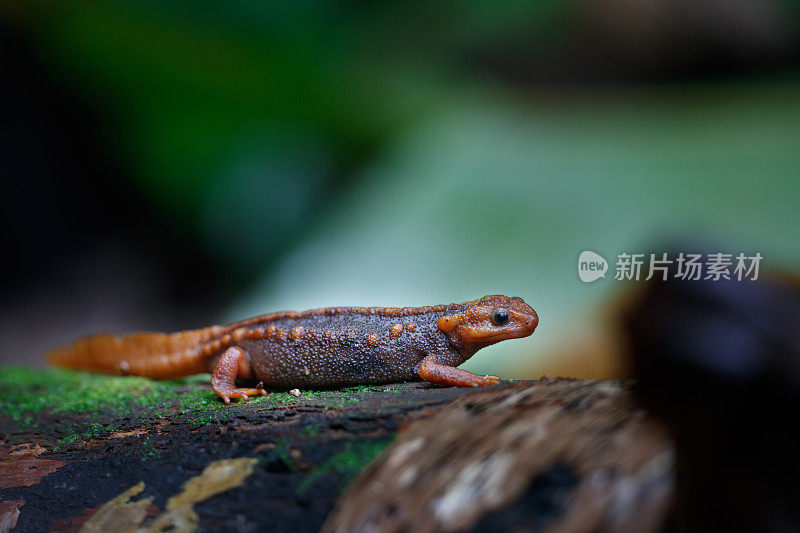 动物:成年喜马拉雅蝾螈(Tylototriton verrucosus)，也被称为鳄鱼蝾螈、鳄鱼蝾螈、喜马拉雅蝾螈和红节蝾螈。